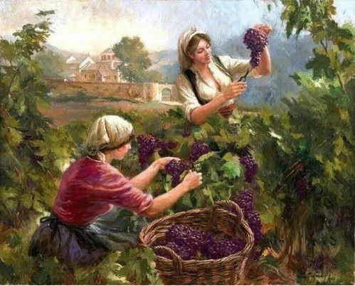 Harvest Bounty: Celebrate the 2025 Grape Harvest with Wine Kitz Toronto’s Limited Edition Wines